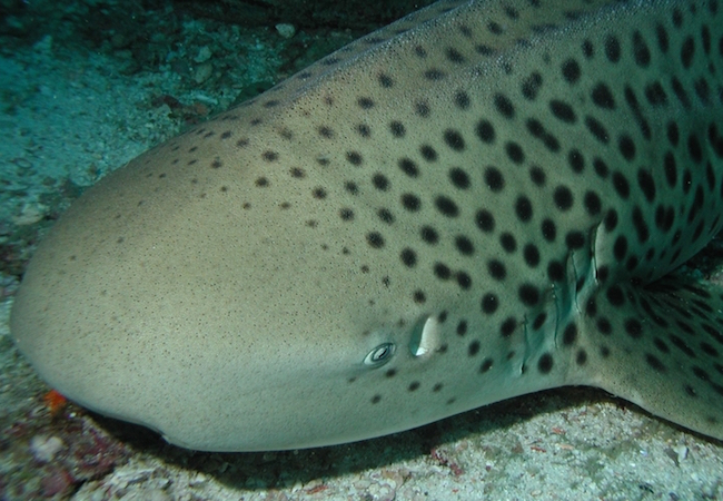 Small spotted shark in waters off Phi Phi Island’
