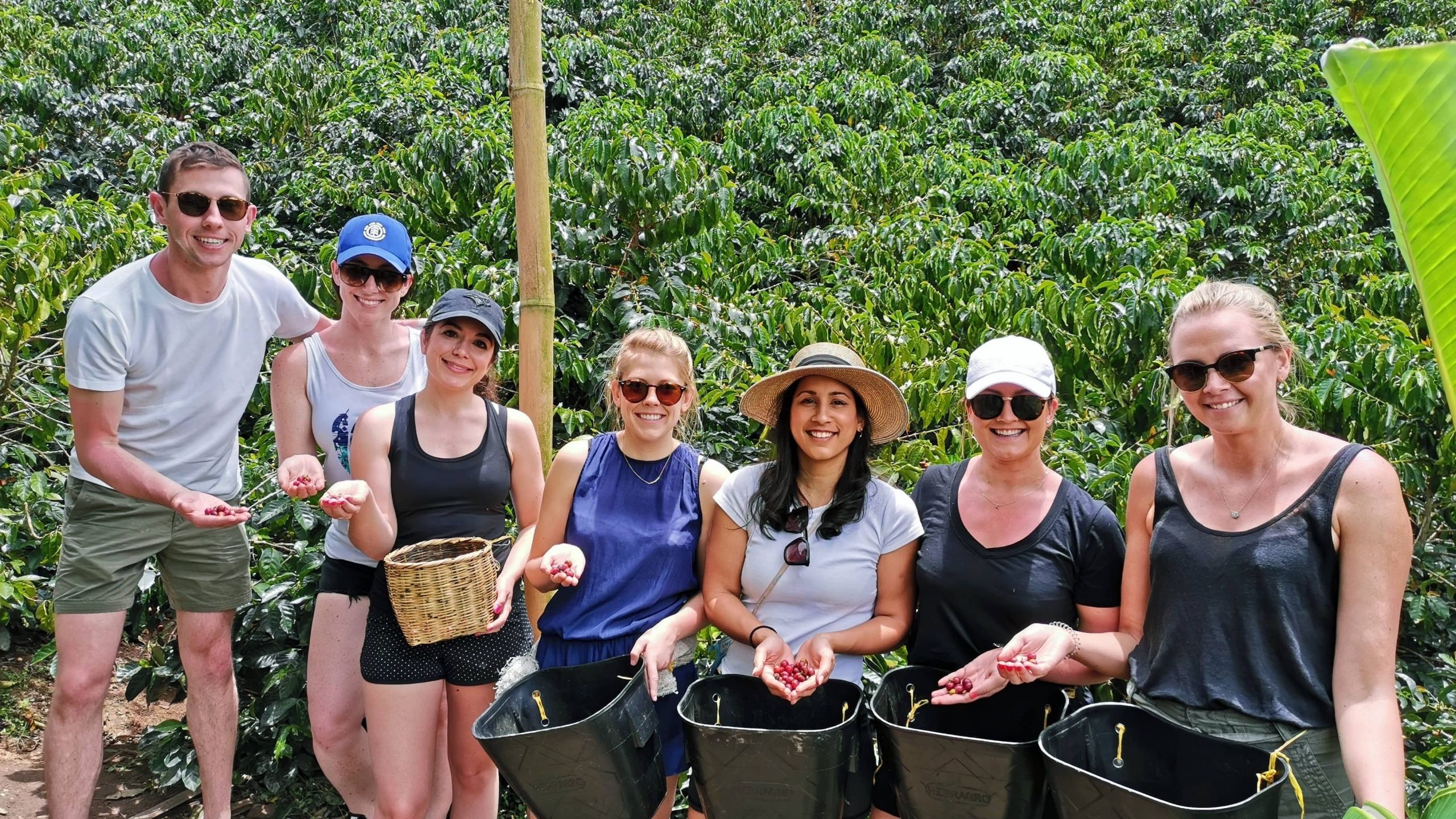 Picking coffee beans in Colombia