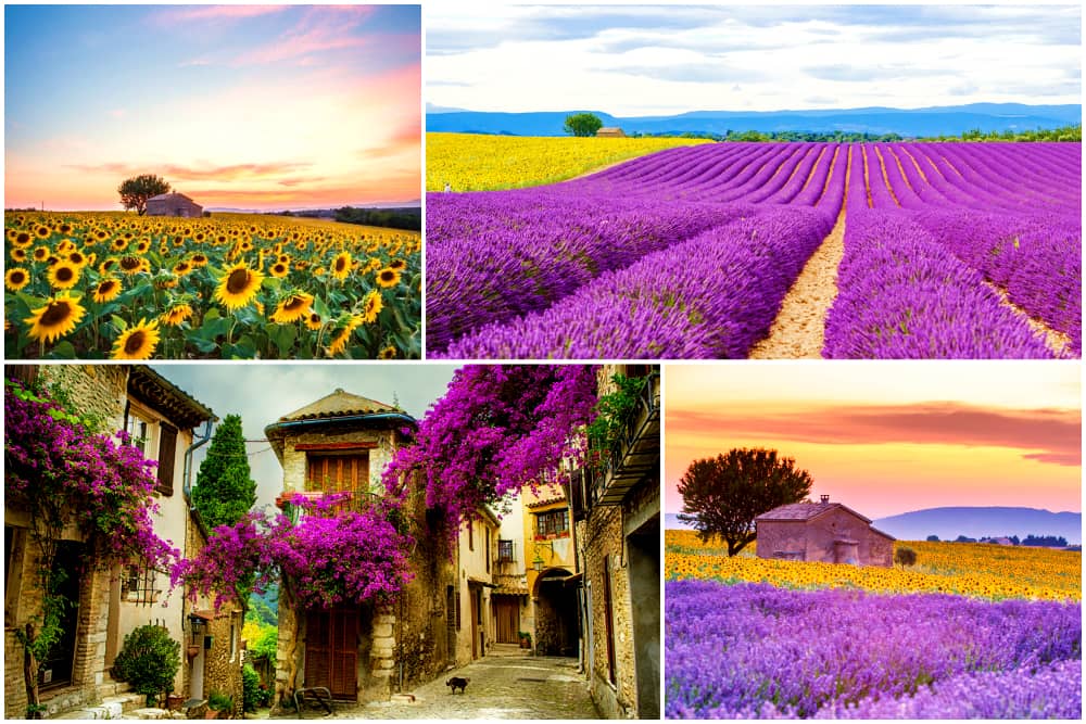 Colorful fields of lavender and sunflowers in Provence, France.