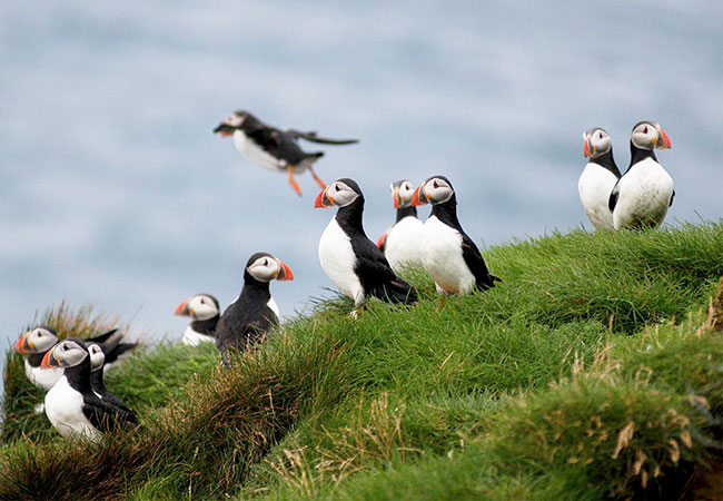 Flock of puffins on grassy knoll in Reykjavik