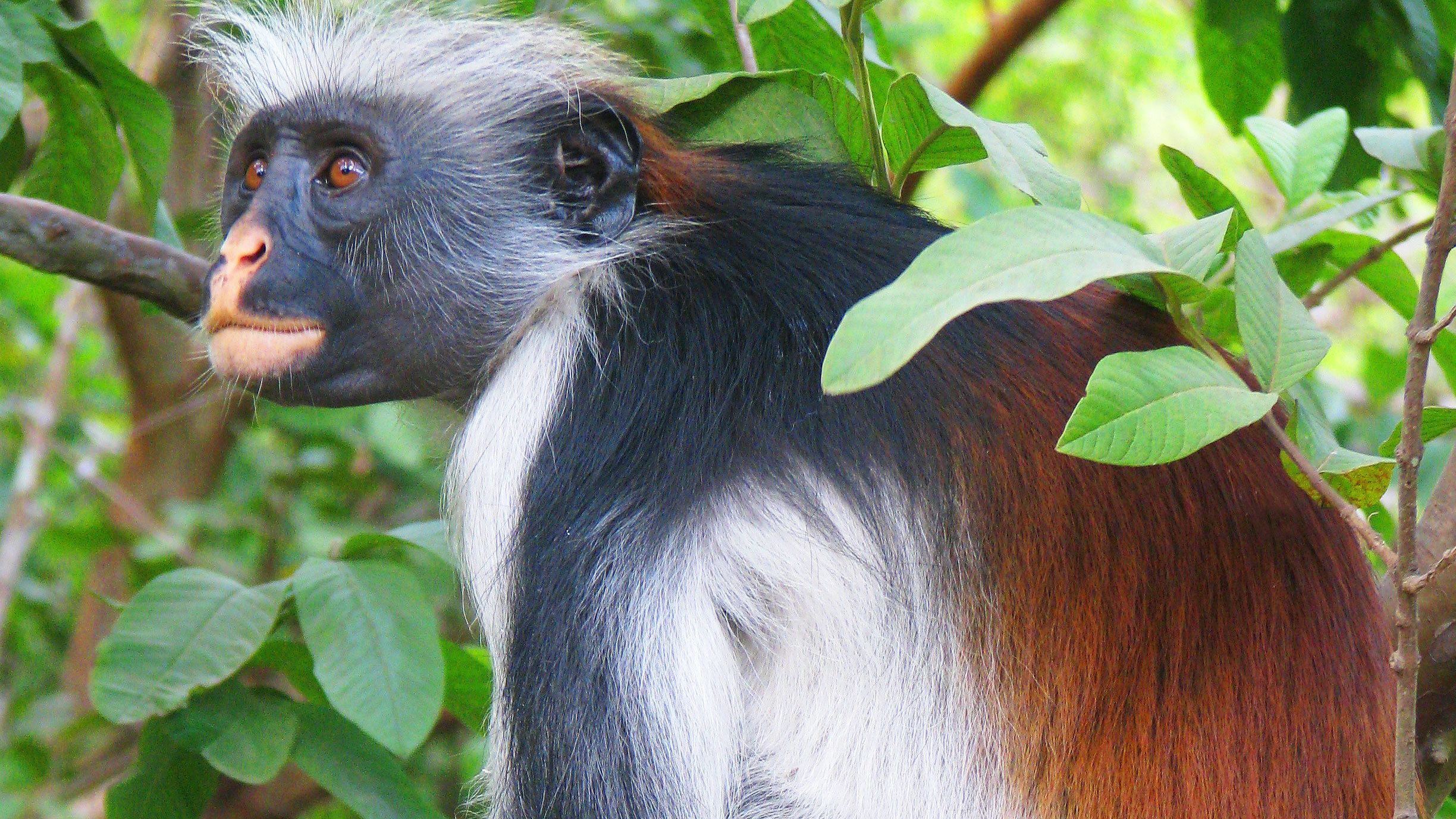 Red colobus monkey in Zanzibar