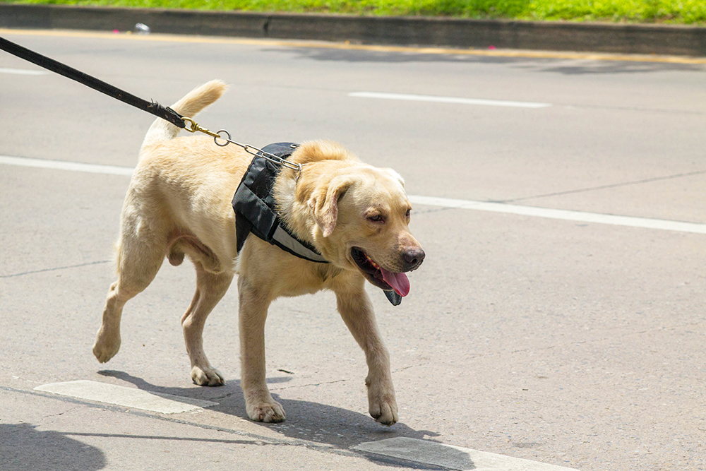 golden on leash with harness