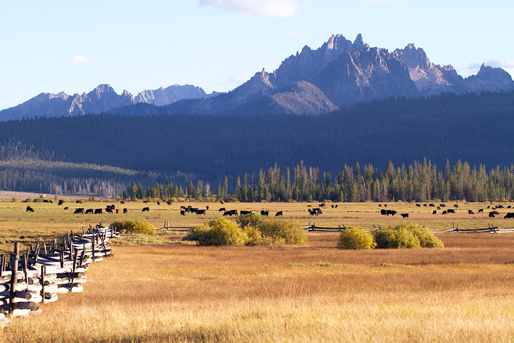 Stanley Idaho field and mountains