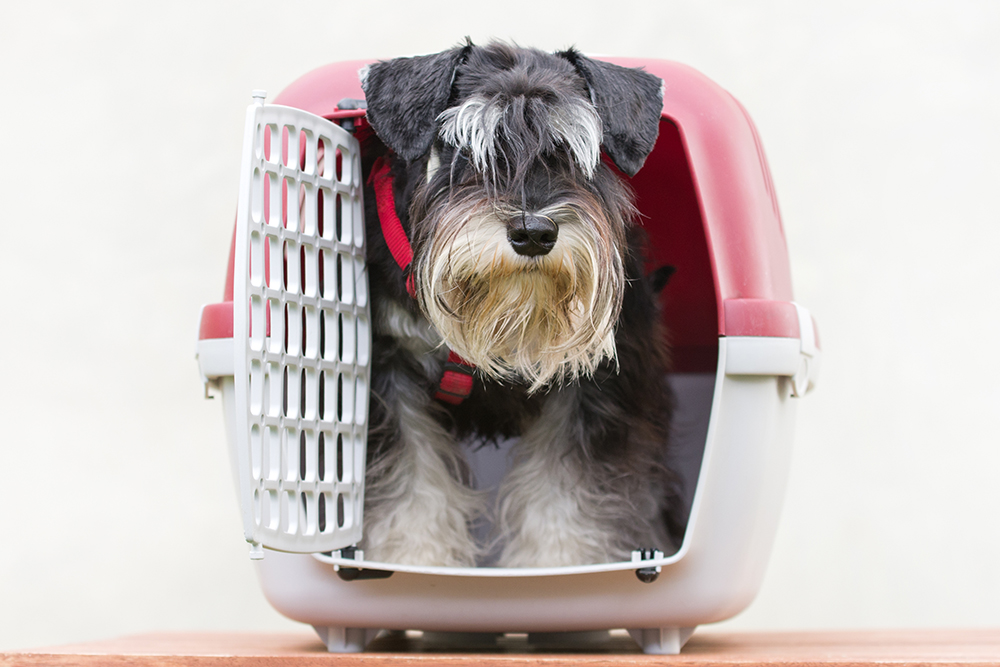 schnauzer in carrier