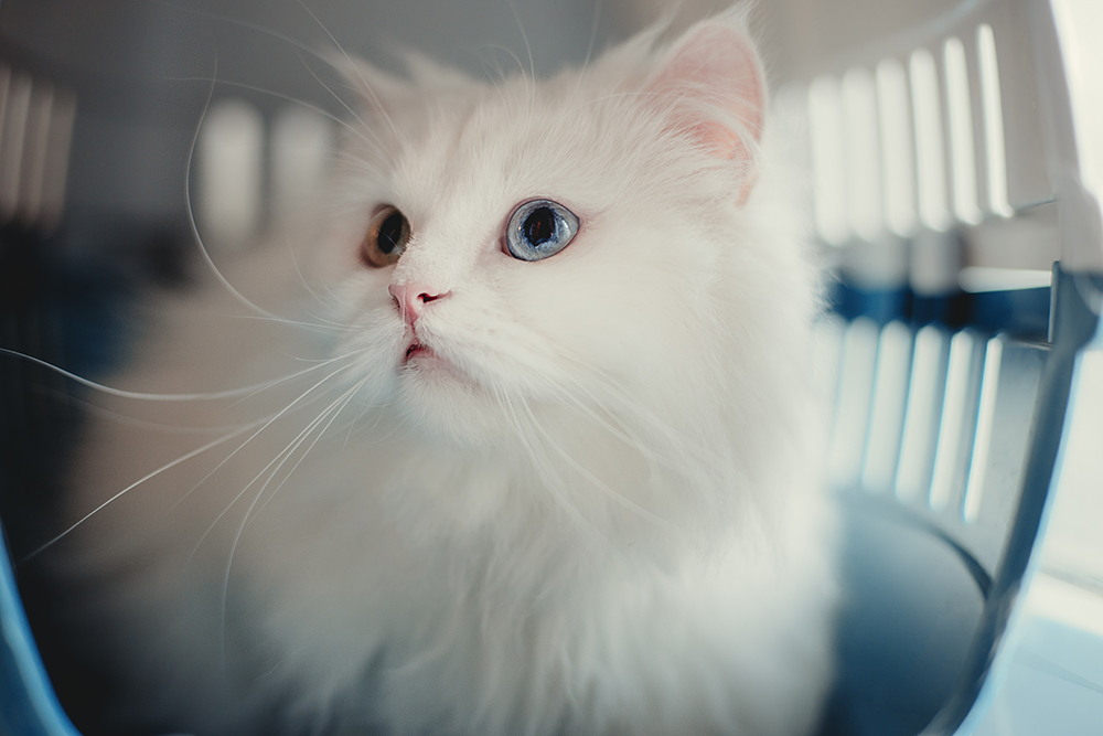 white cat in carrier