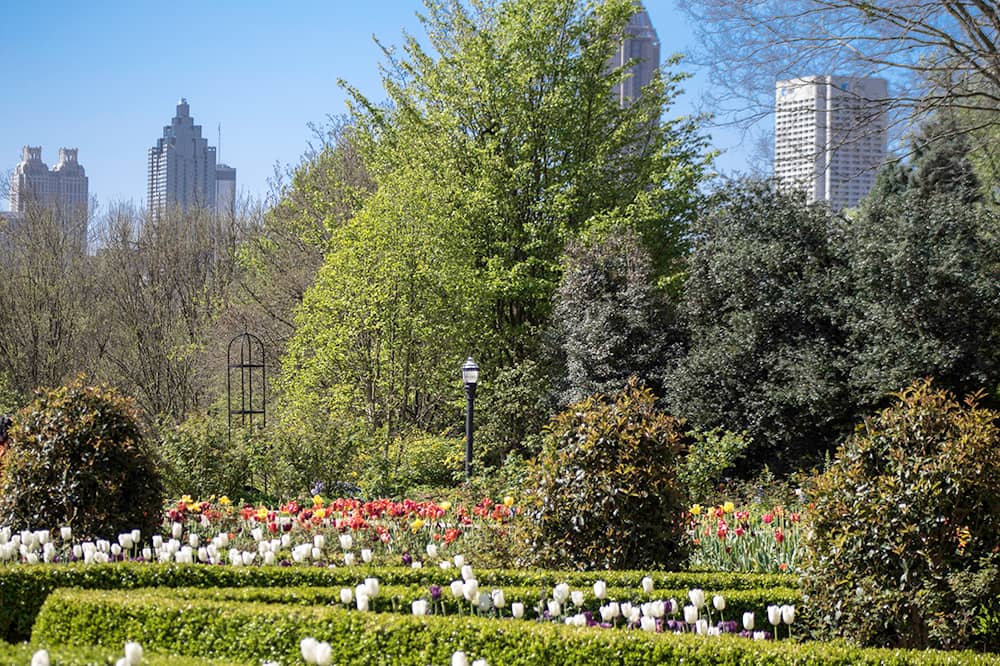 A beautiful garden at springtime with skyscrapers in the background in Atlanta.