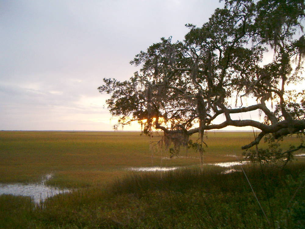 An oak tree coved in moss along the marshland in Brunswick, Georgia.