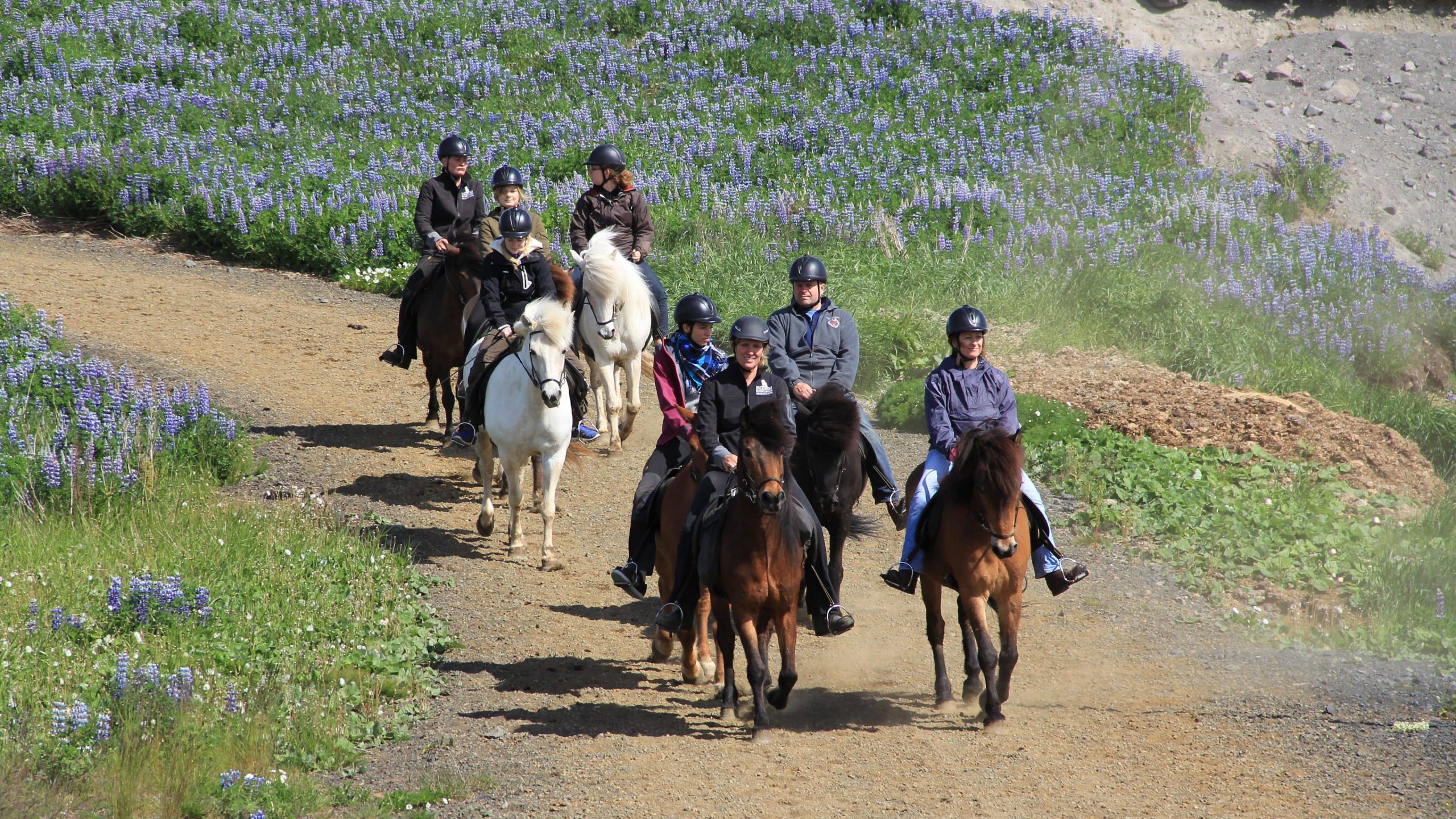 Horseback riding travel adventure while riding Icelandic horses in Iceland