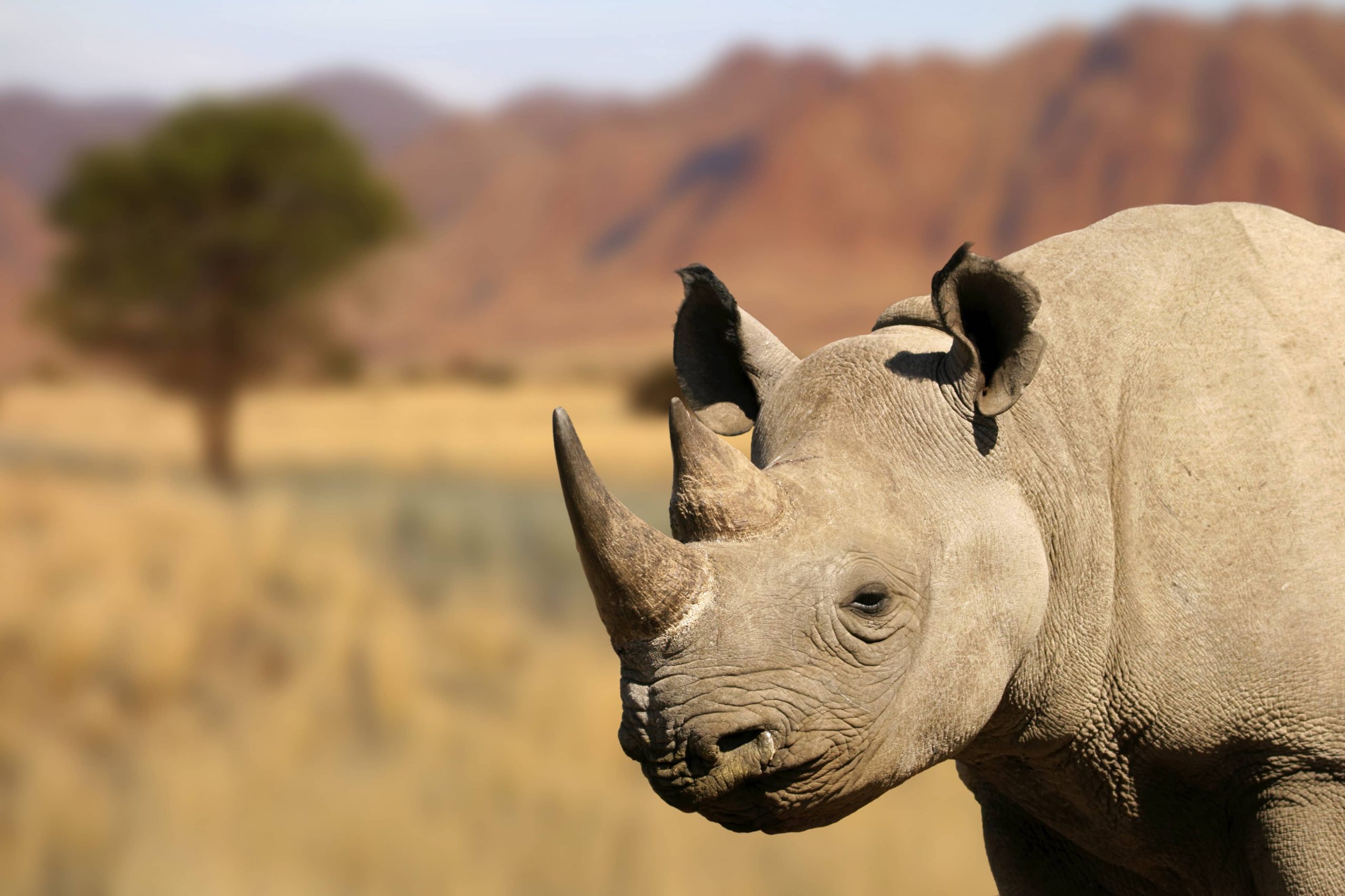 Black rhinoceros in the wild