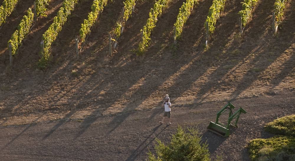 A man with his son on his shoulders explore through the Vineyards at Roots Wine in Oregon.