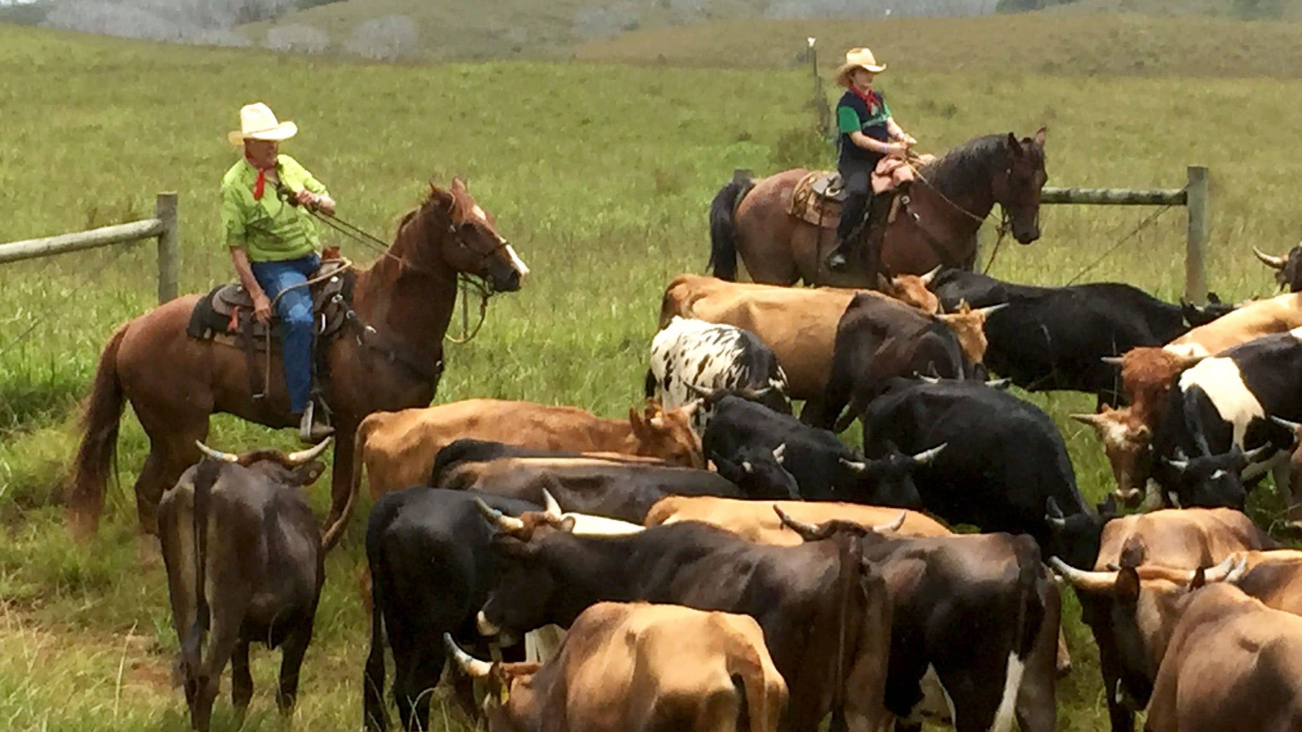 Rounding up cattle on Maui