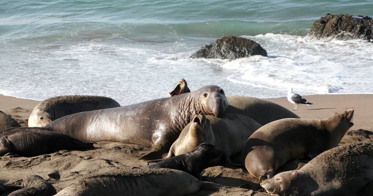 Male, Female and Baby, Elephant Seals enjoy life on the beach in San Simeon California.