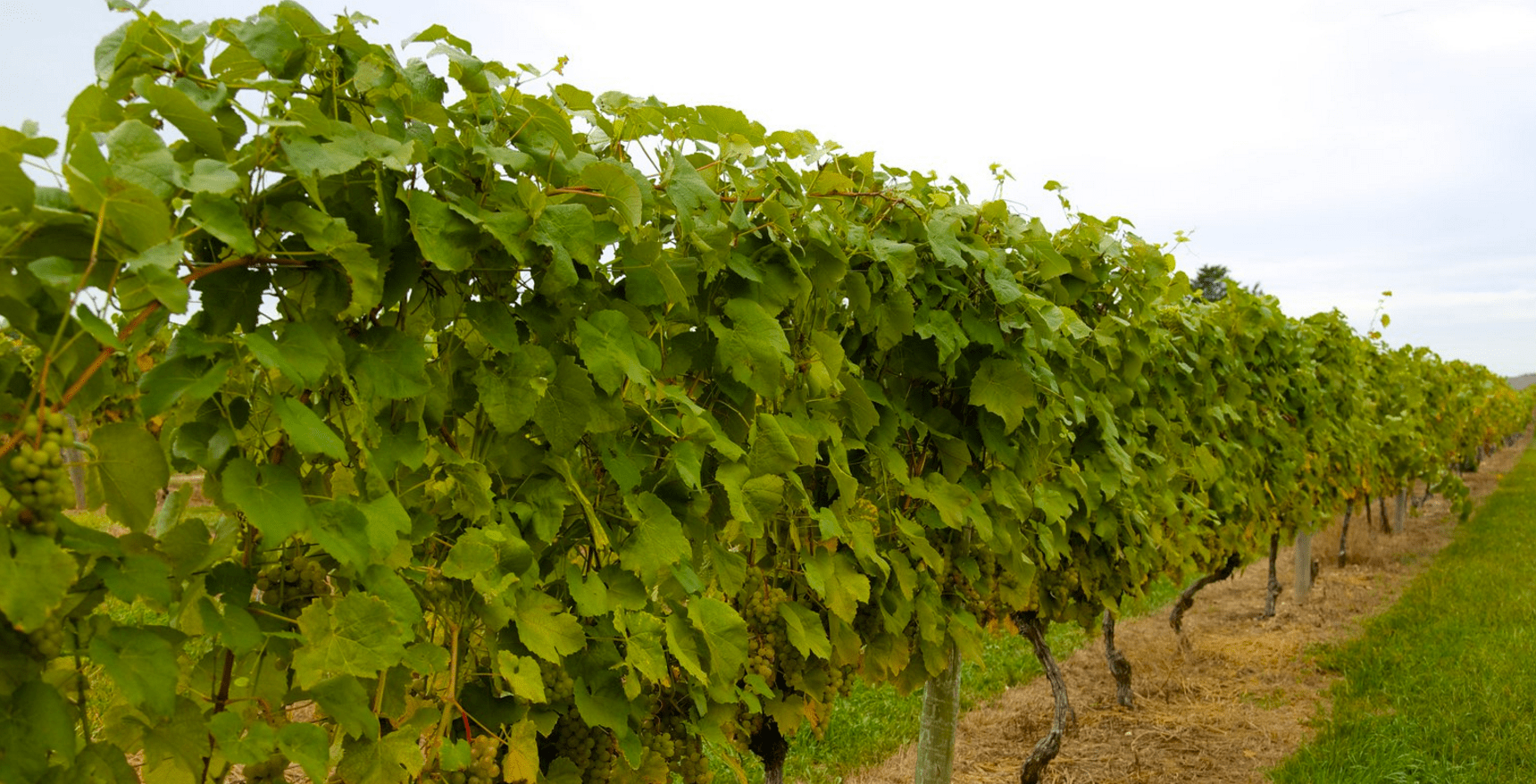 grapevines