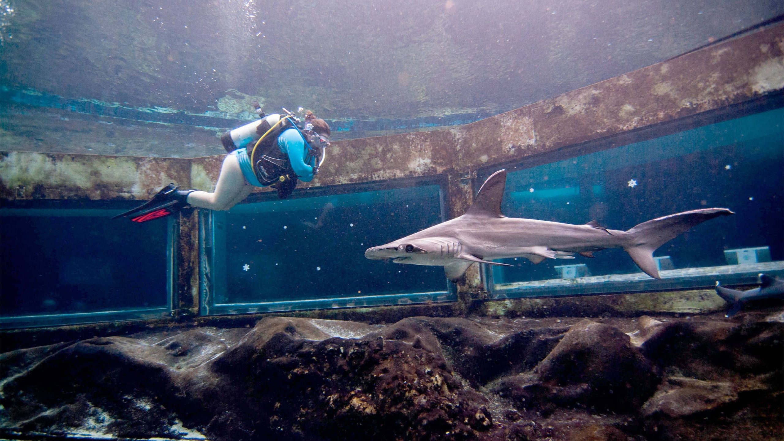 Scuba diving with sharks in an Aquarium