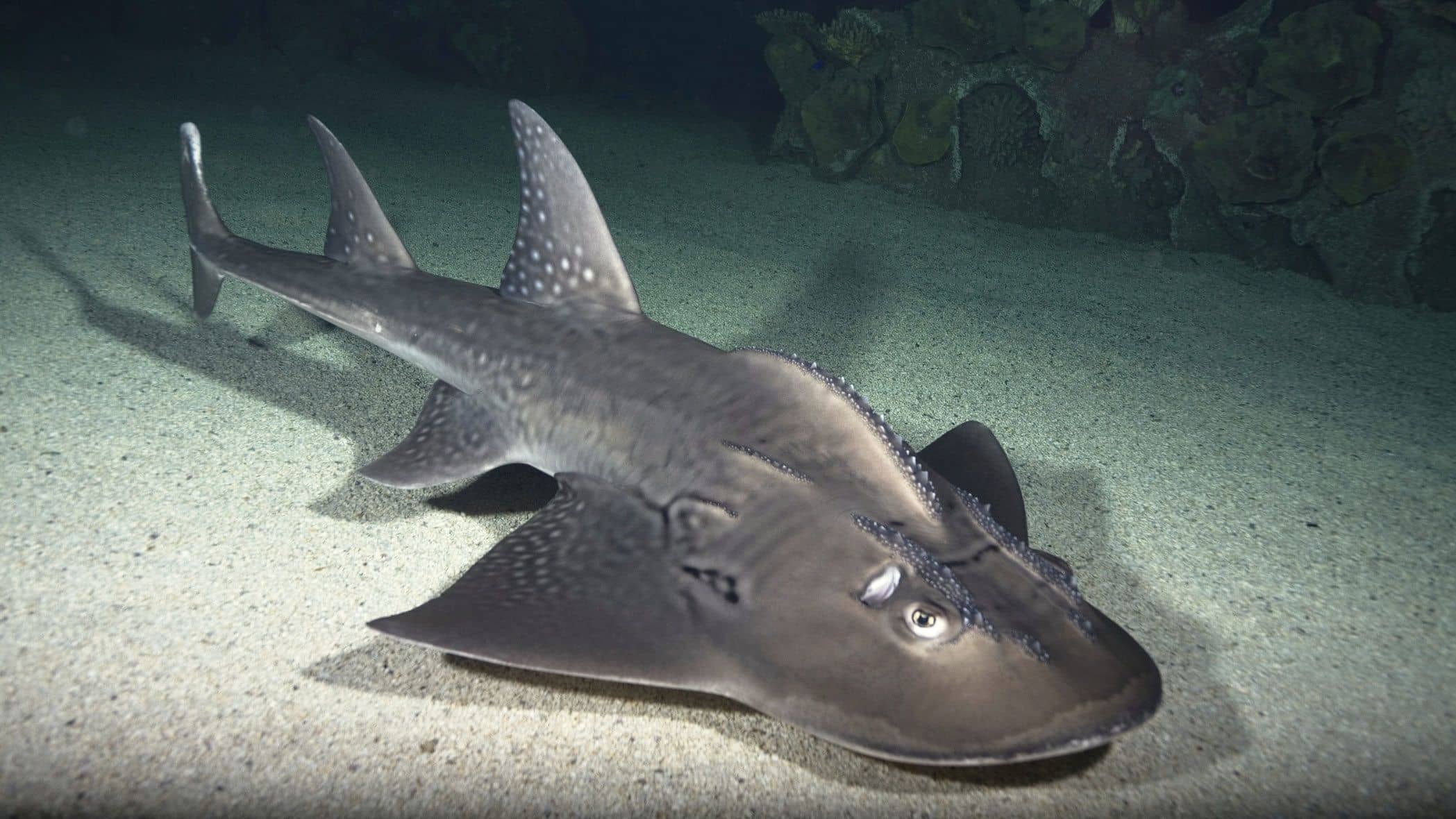 Shark at Shark Reef Aquarium in Las Vegas