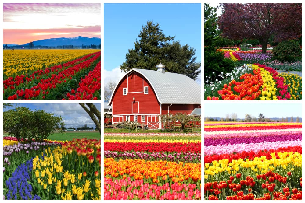 Rows of colorful flowers in bloom in Skagit Valley in Washington. 