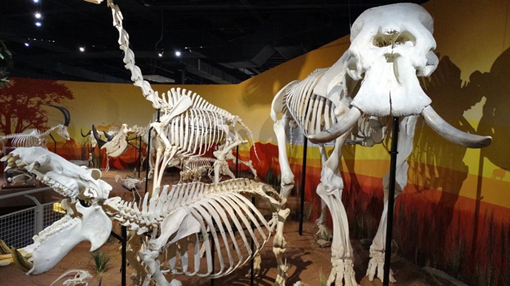 Skeletons Museum of Osteology in Orlando