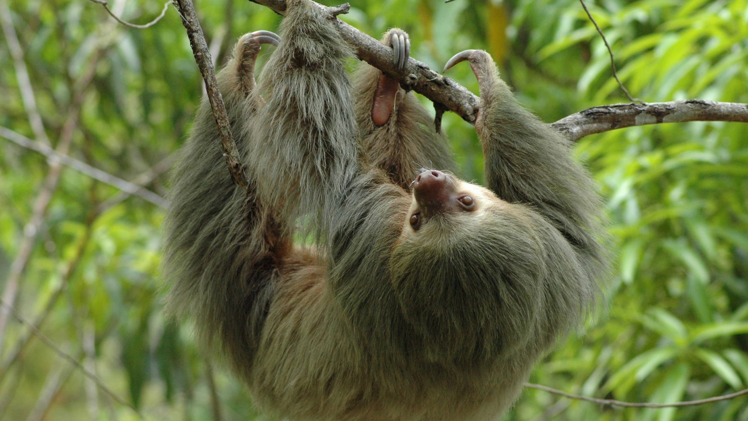 Sloth in a tree in Costa Rica