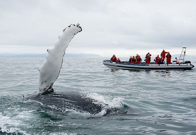 Tourists on boat view whale in Reykjavik