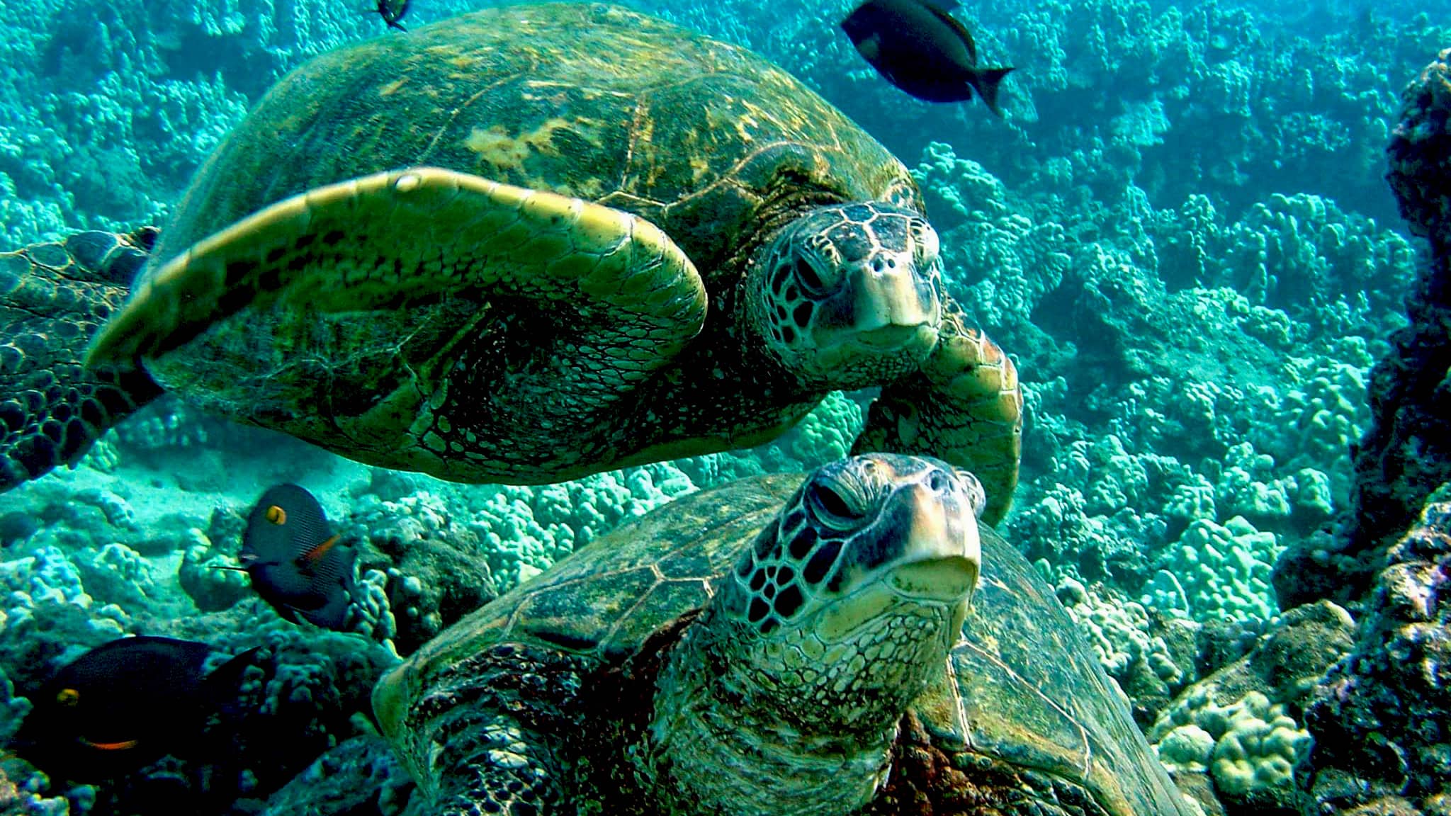 Maui snorkeling with sea turtles 