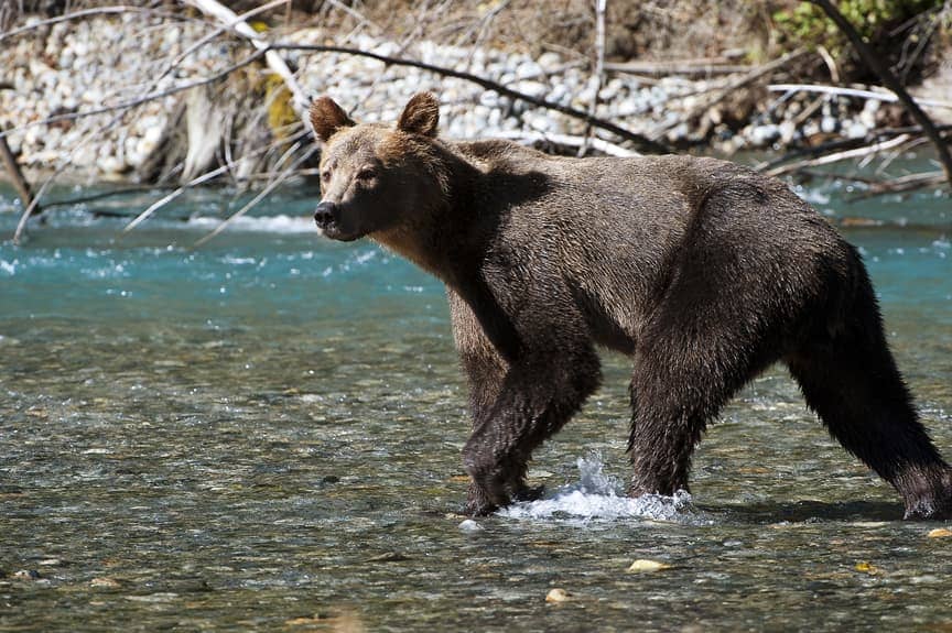 Grizzly Bear at the Orford River