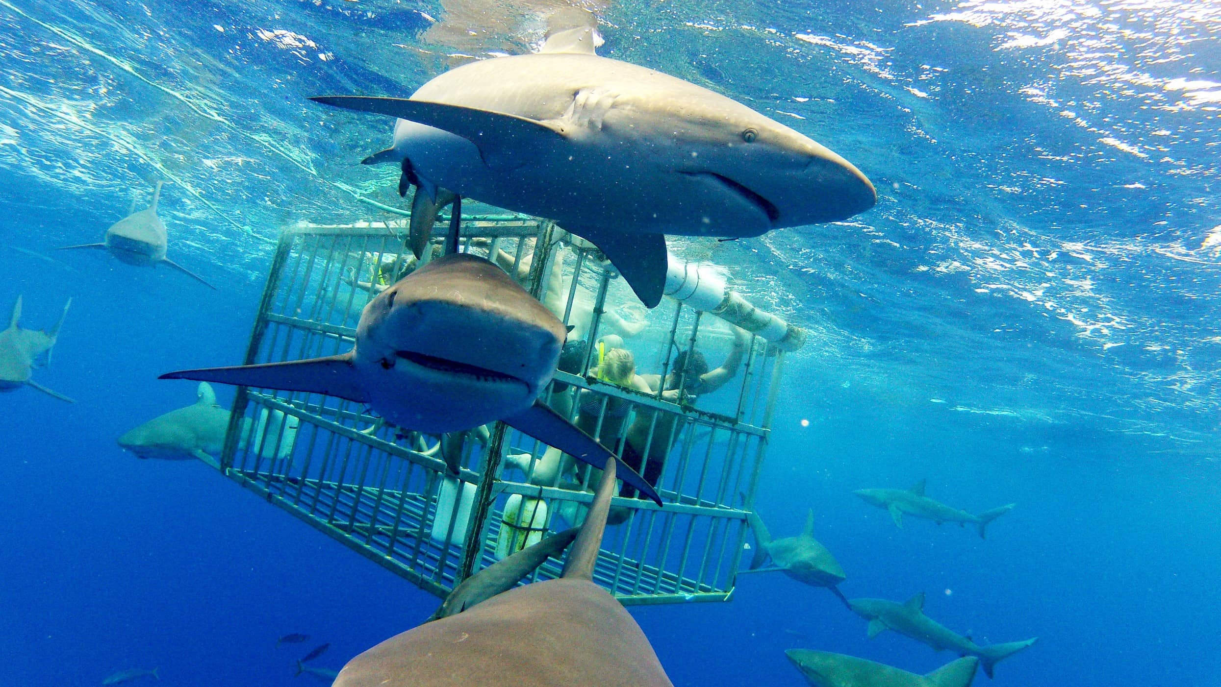 Swimming with Sharks in Oahu