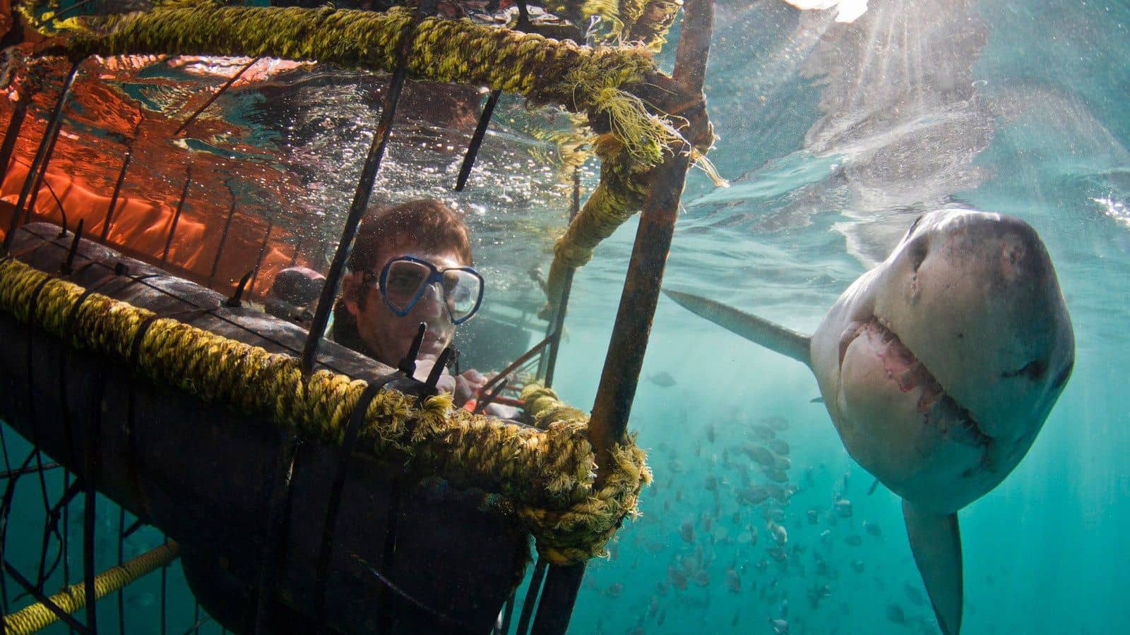 Swimming with great white sharks in Cape Town, South Africa