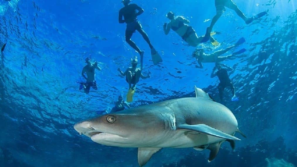A group of snorkelers swim with sharks in Fiji