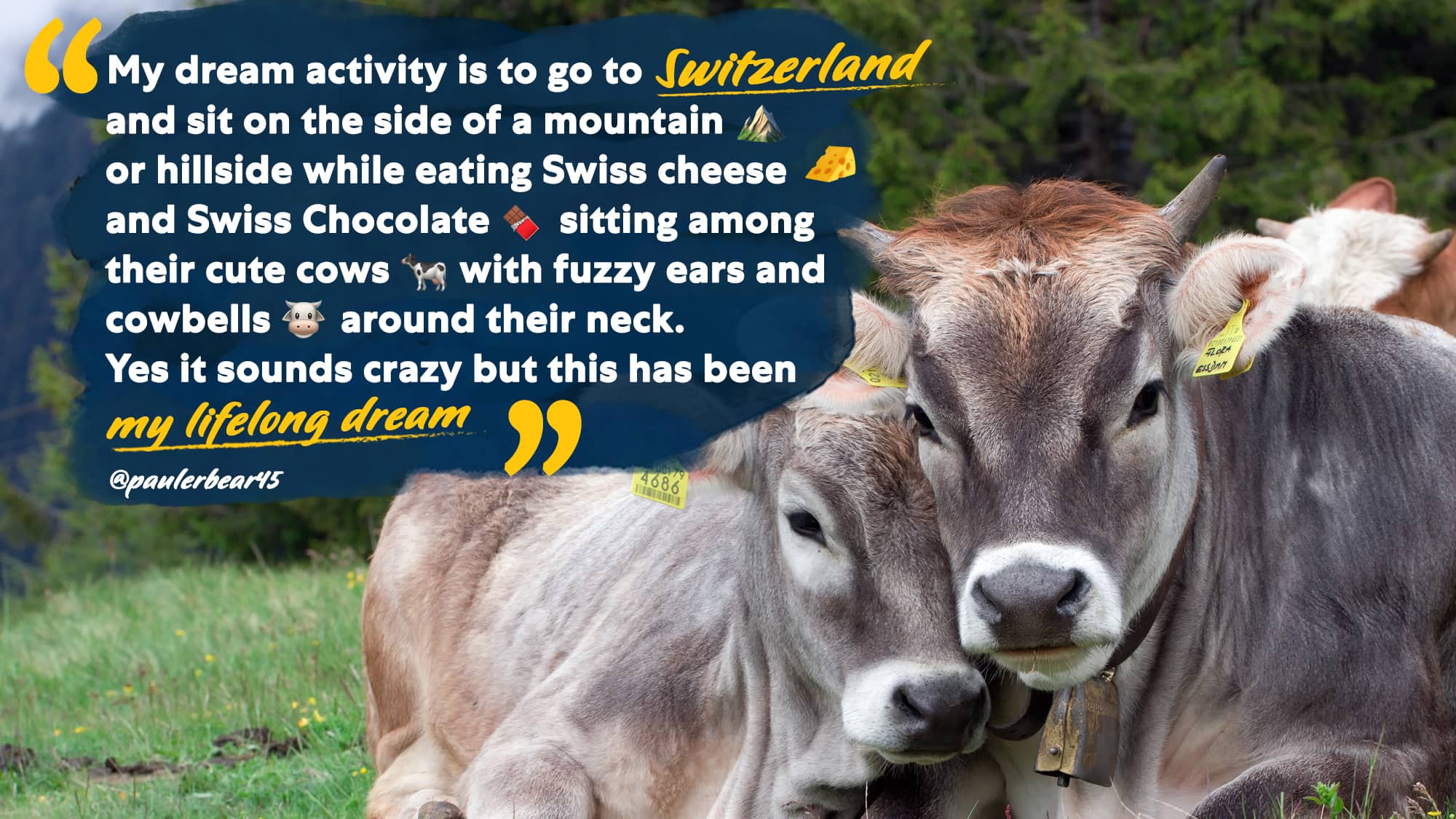 Cute cows in the Swiss Alps