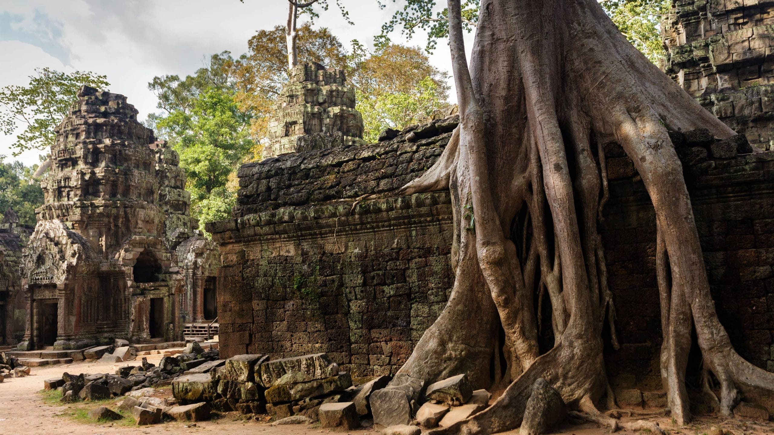 Tree roots growing around Ta Prohm Temple in Cambodia