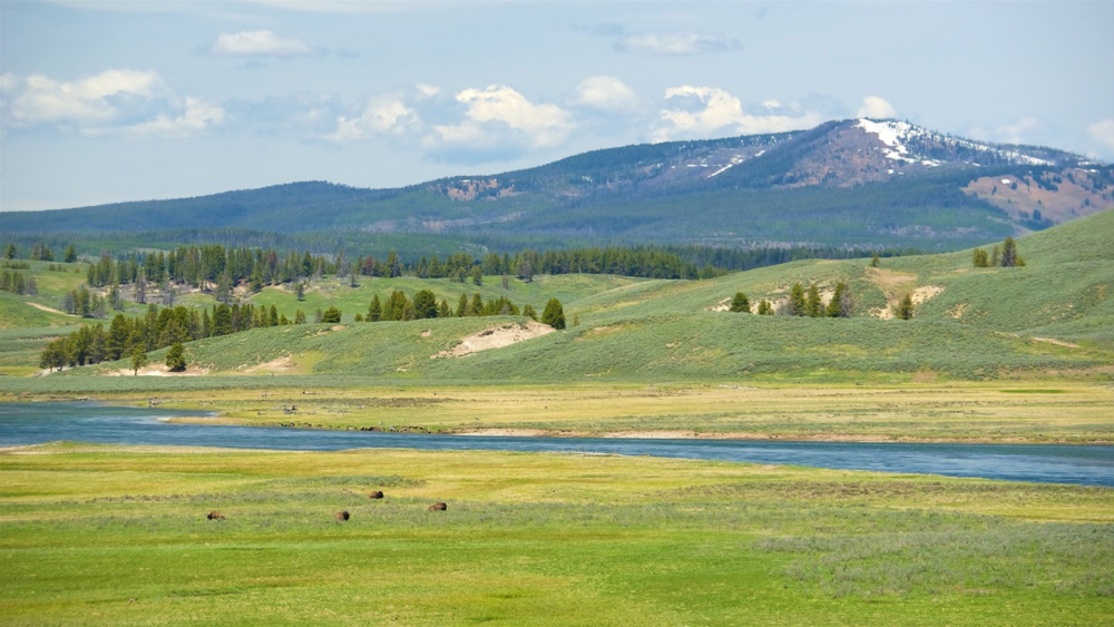 The greens of Hayden Valley in Yellowstone National Park