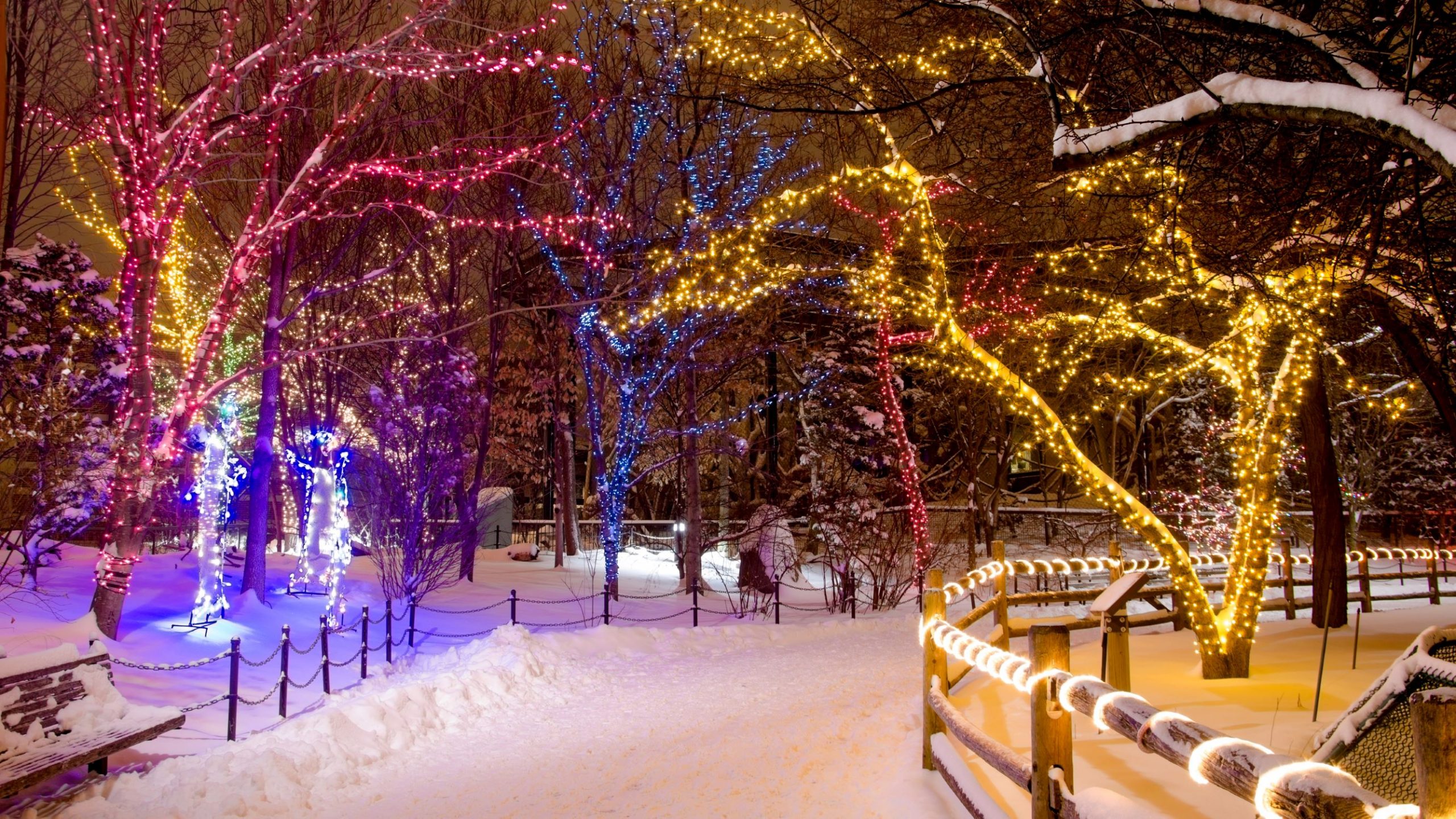 Things to Do This Christmas Chicago