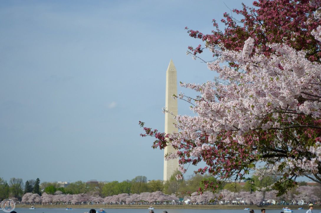 National Cherry Blossom Festival, Washington, DC