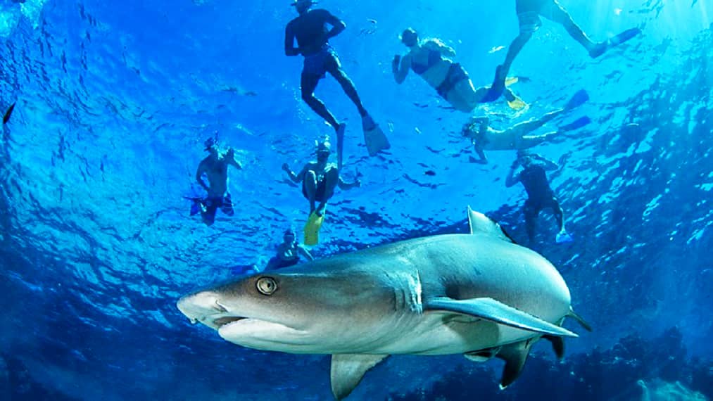 People snorkeling with sharks