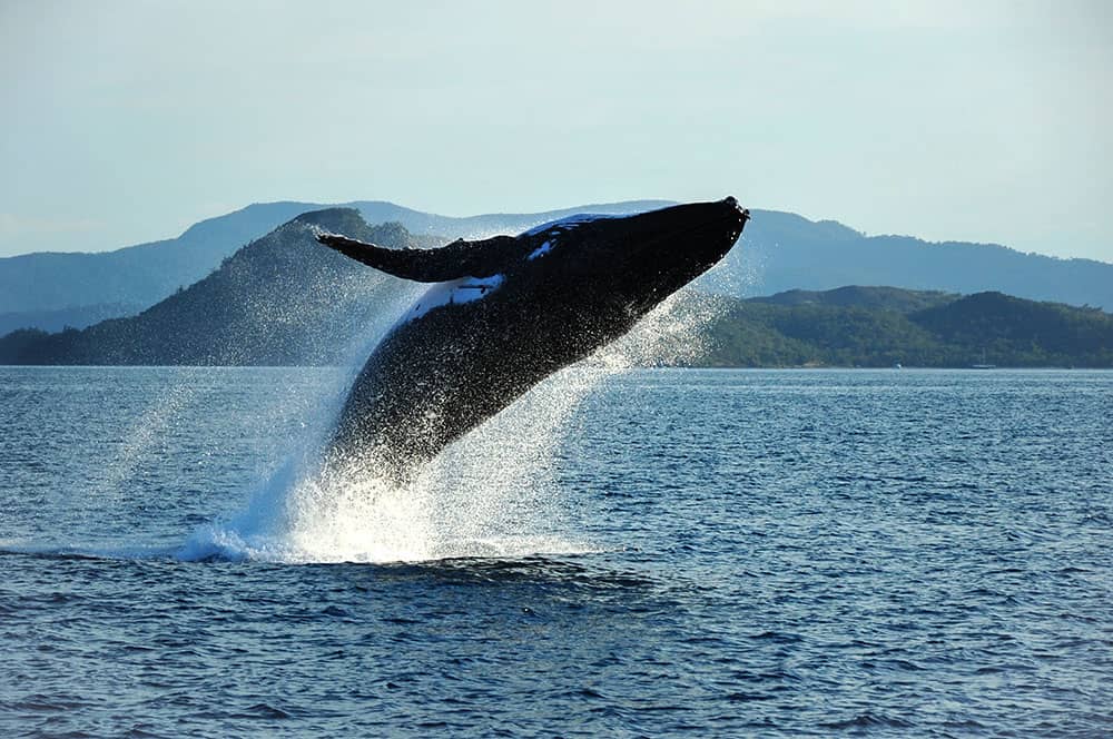 Whale breaches close to Alaskan cruise