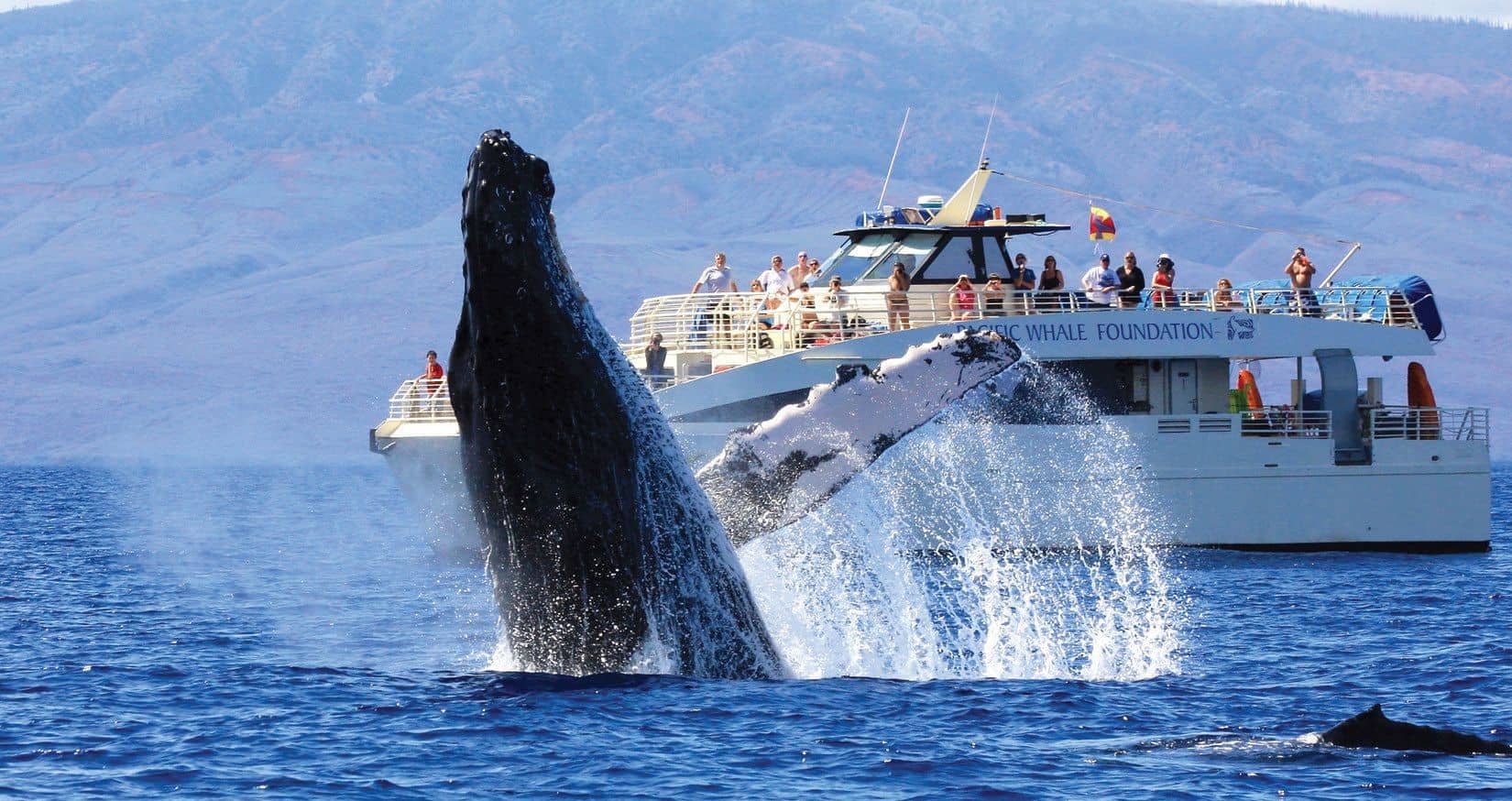 Whale watching tour in Hawaii with the Pacific Whale Foundation