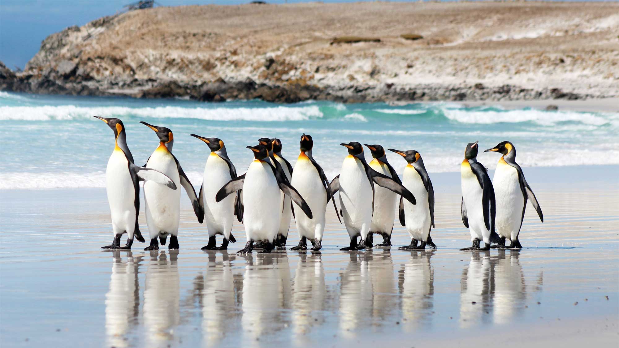 Where to See Penguins in Antarctica