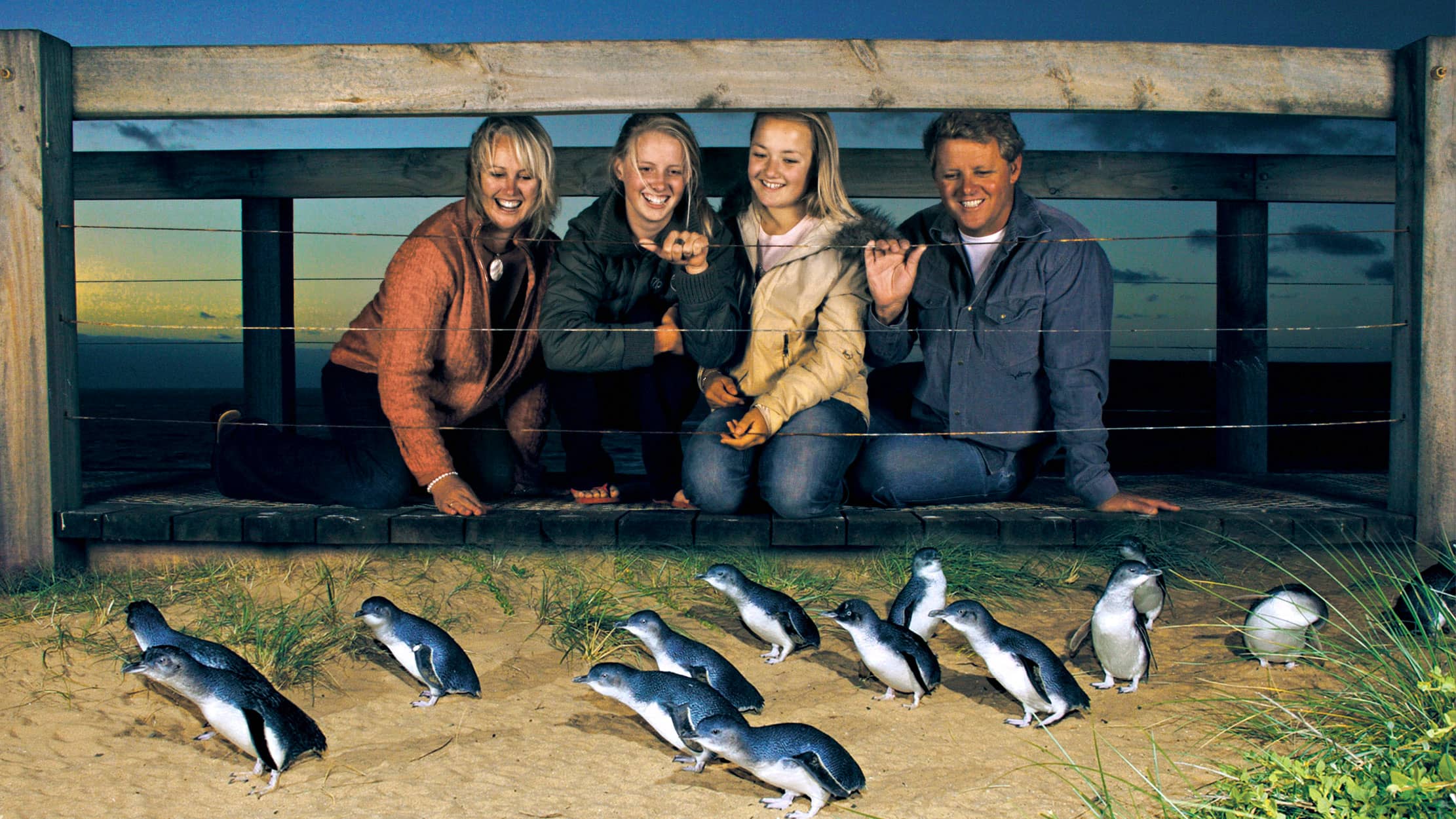 Family watching a penguin parade in Australia