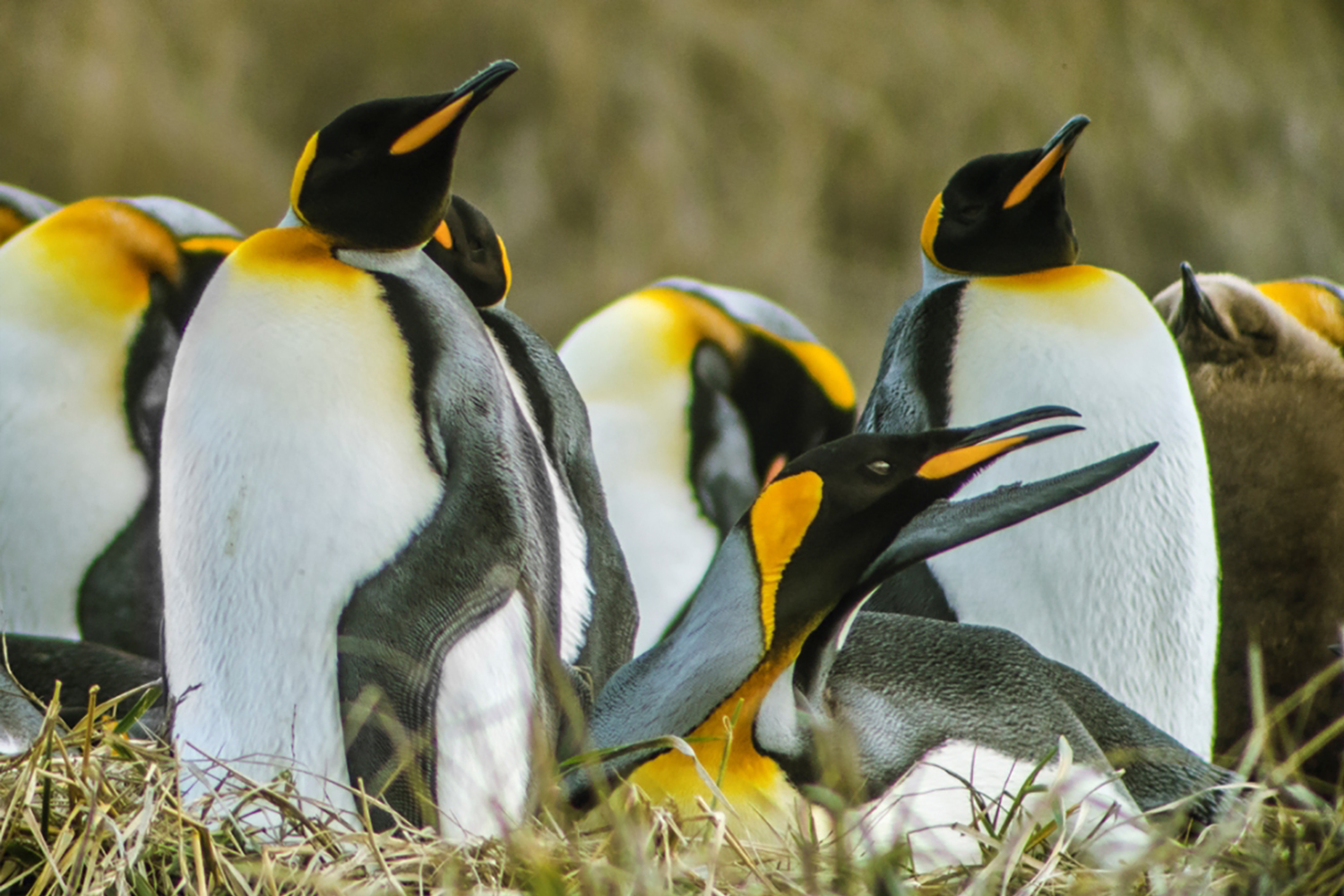 Where to See Penguins in Chile