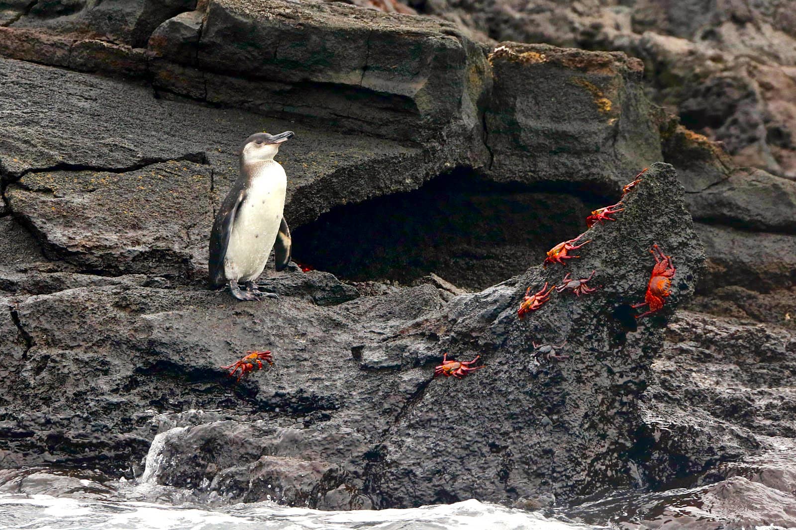 Where to See Penguins in the Galapagos Islands