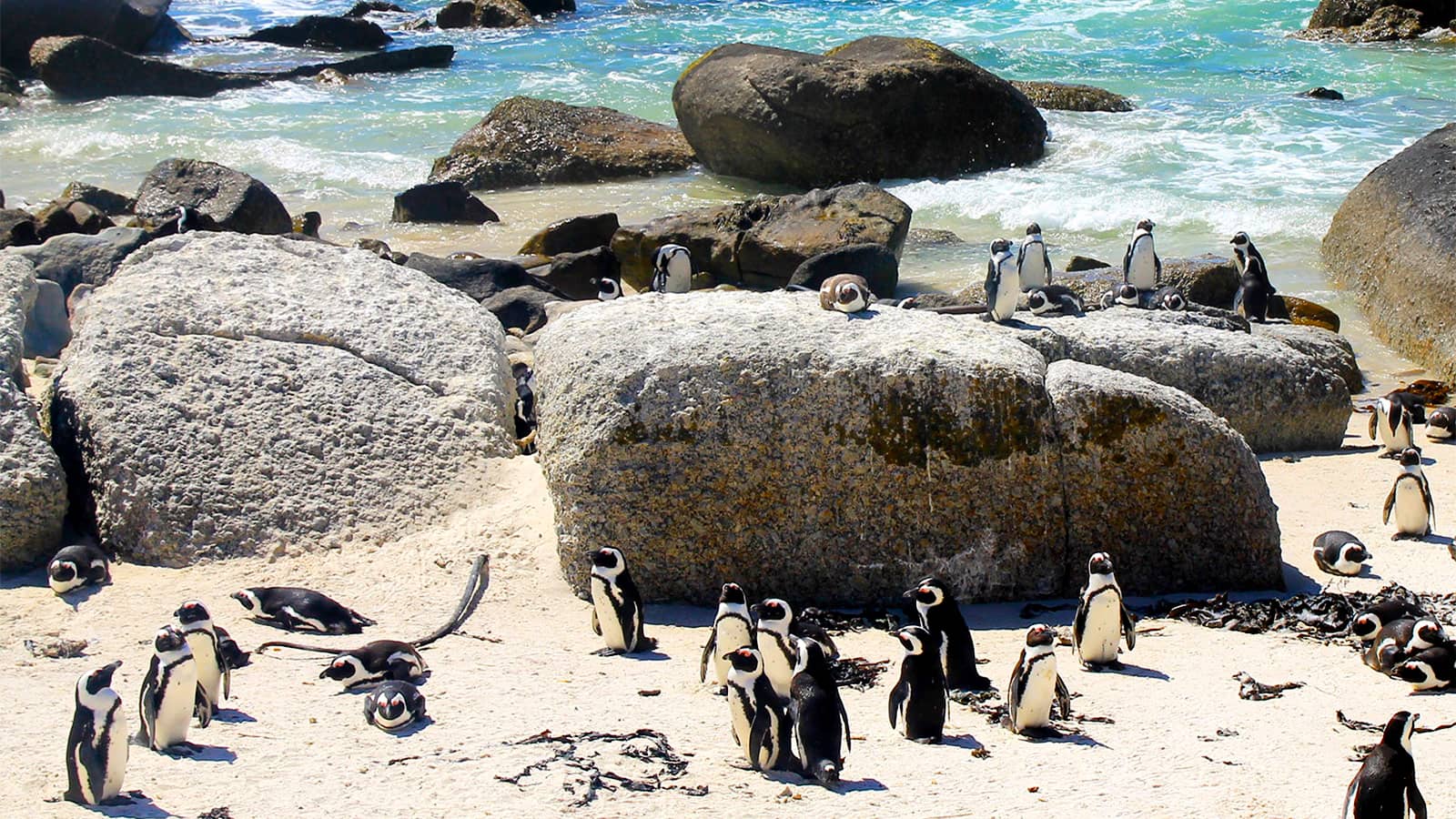 Where to See Penguins in South Africa
