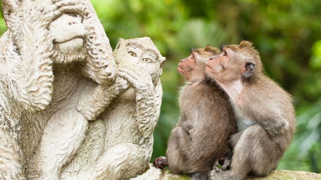 Wild monkeys in the Monkey Forest in Ubud, Bali
