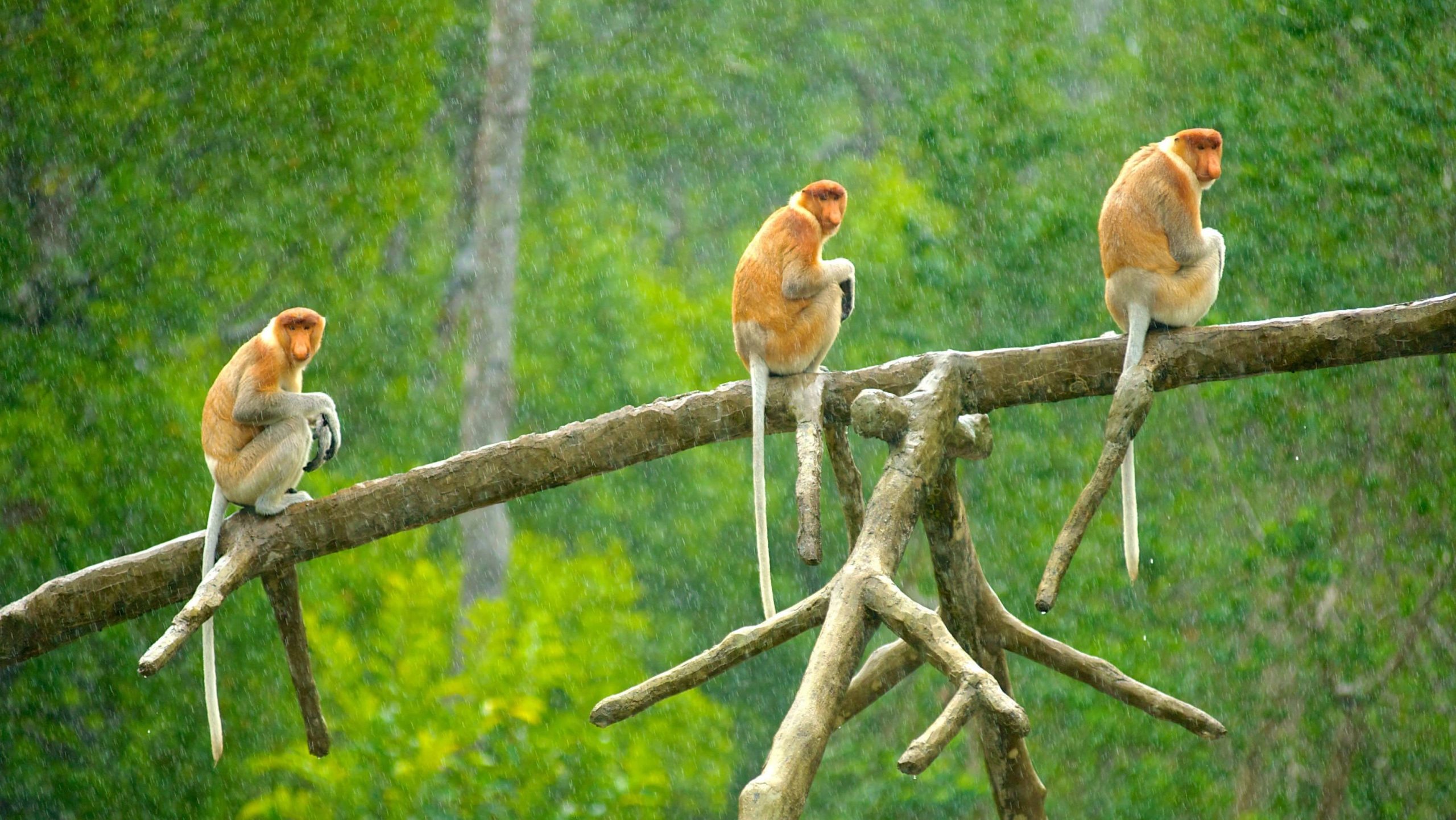 Wild proboscis monkeys in Borneo