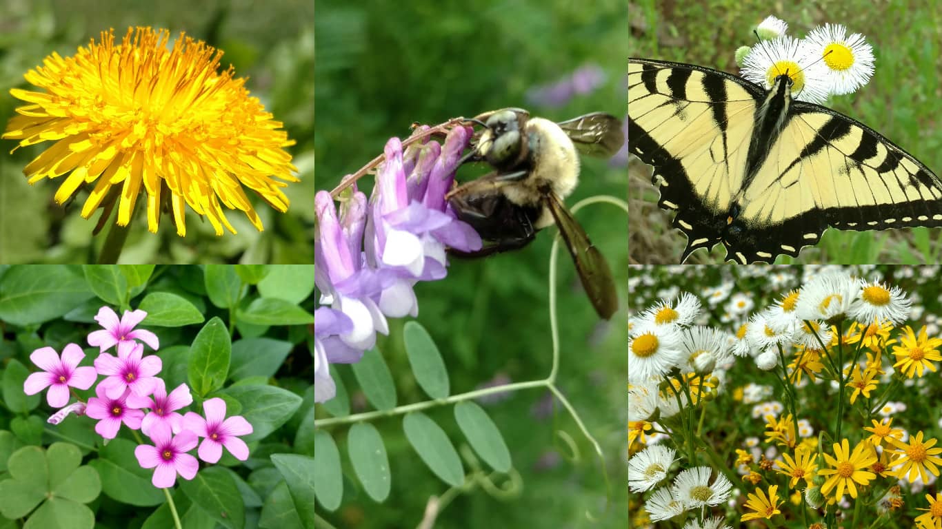 Wildflowers