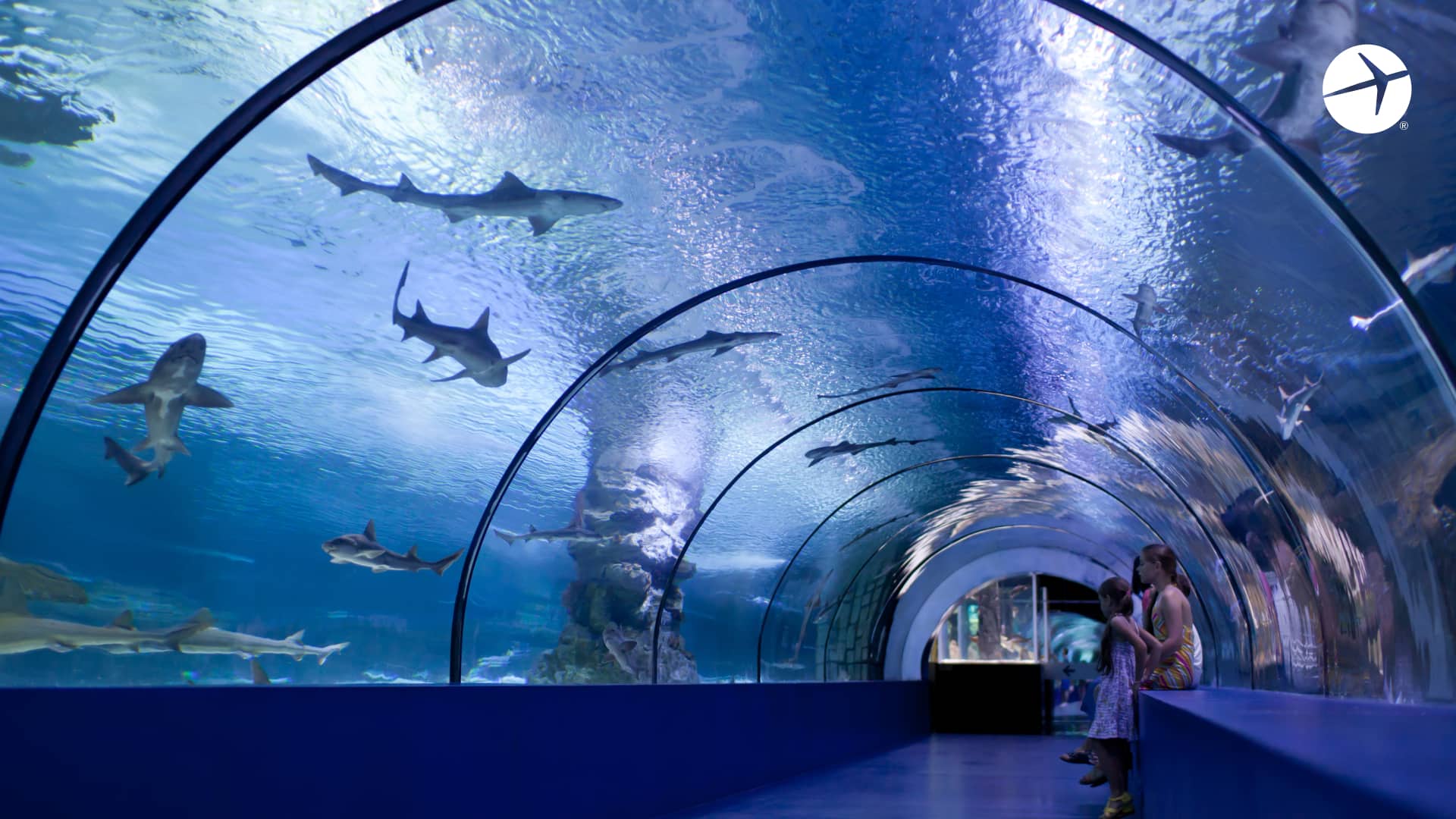 Aquarium zoom background