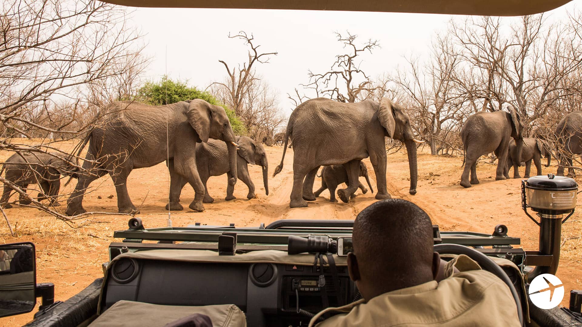 Botswana safari Zoom background