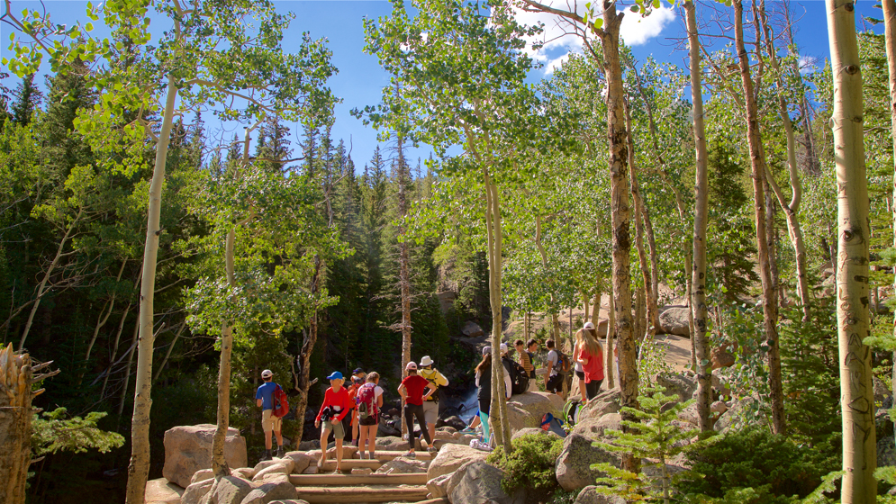 Alberta Falls, Estes Park - Rocky Mountains National Park