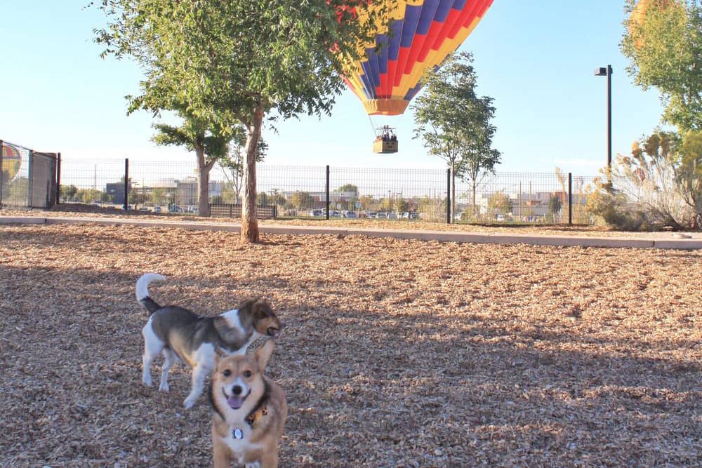 Two dogs playing at the dog park in Albuquerque with a hot air balloon in the sky in the distance