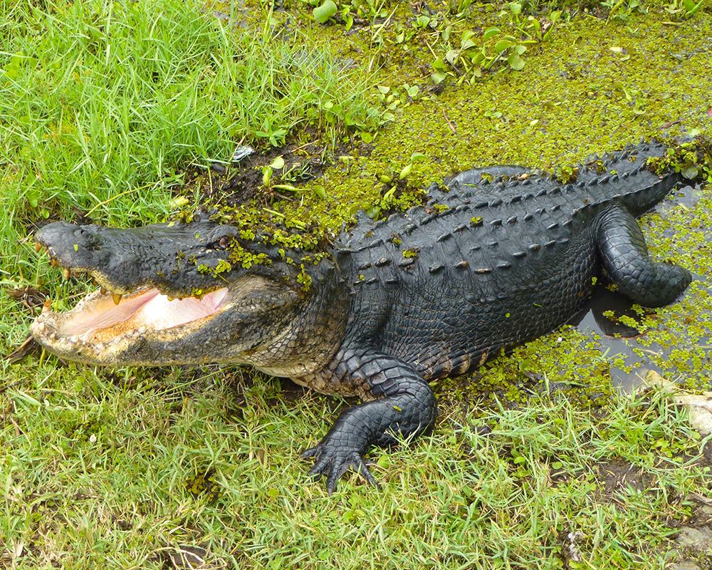 An alligator crawling through Everglades National Park