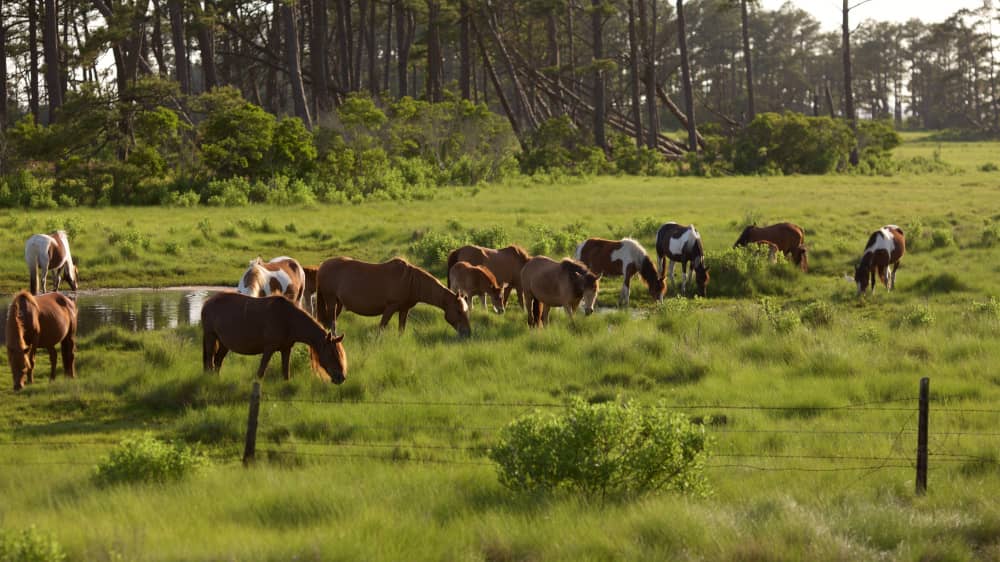 assateague state park